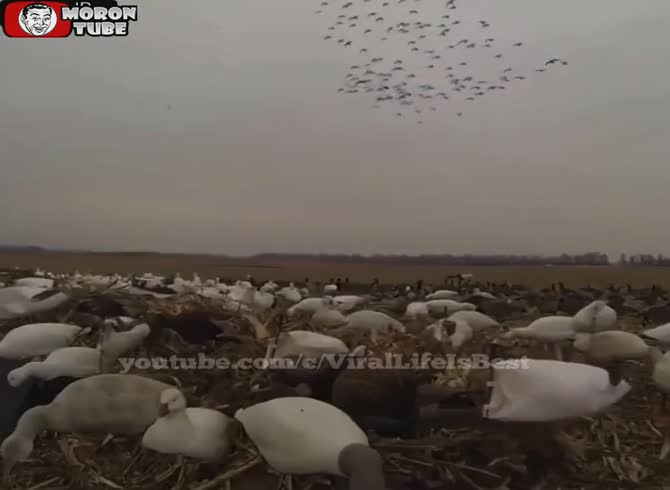 Video :Hunters devastate a herd of ducks